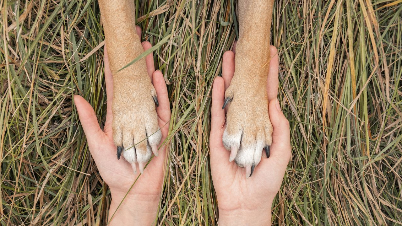 dog holding hands with human