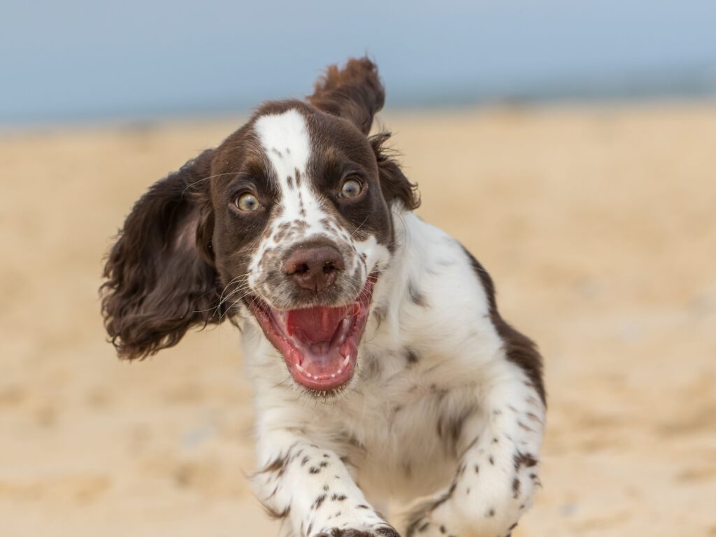 Excited dog