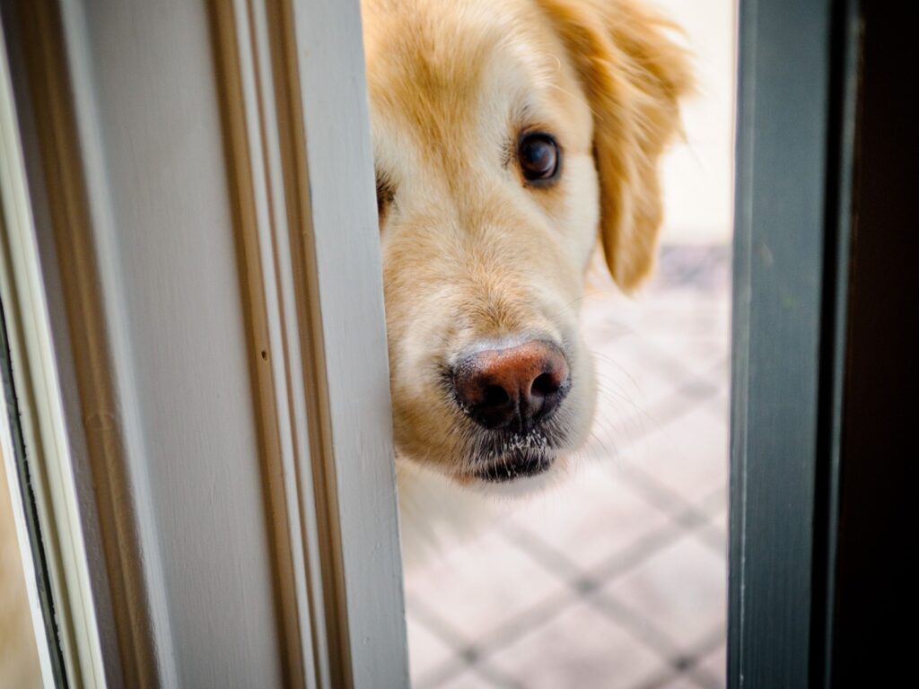 dog-looking-through-door