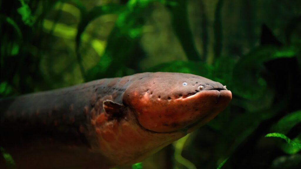 electric eel