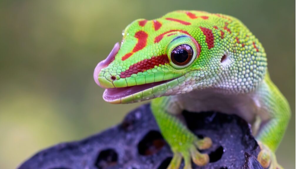 gecko