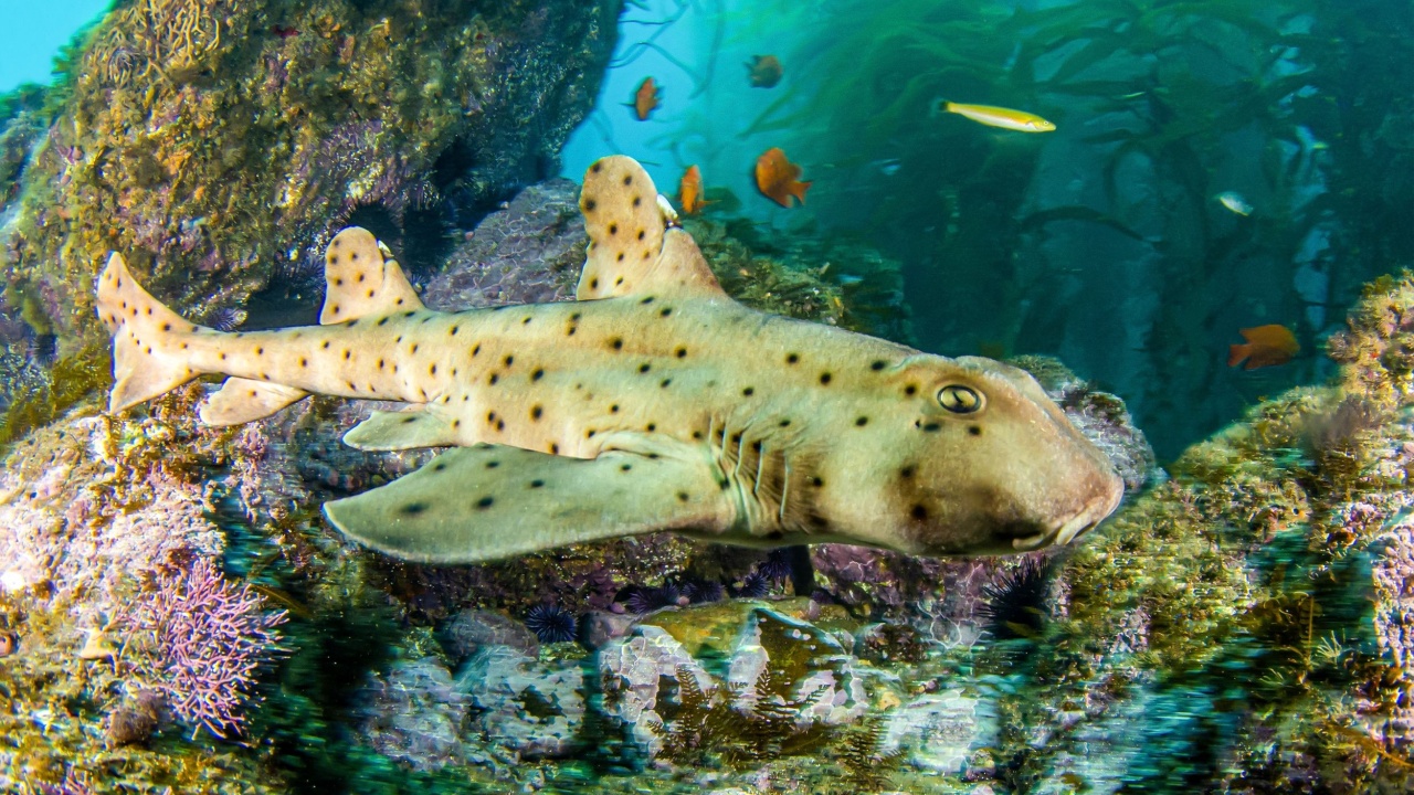 horn shark