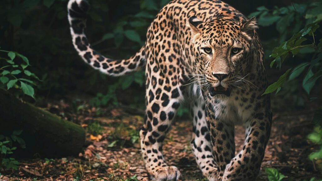 Leopard