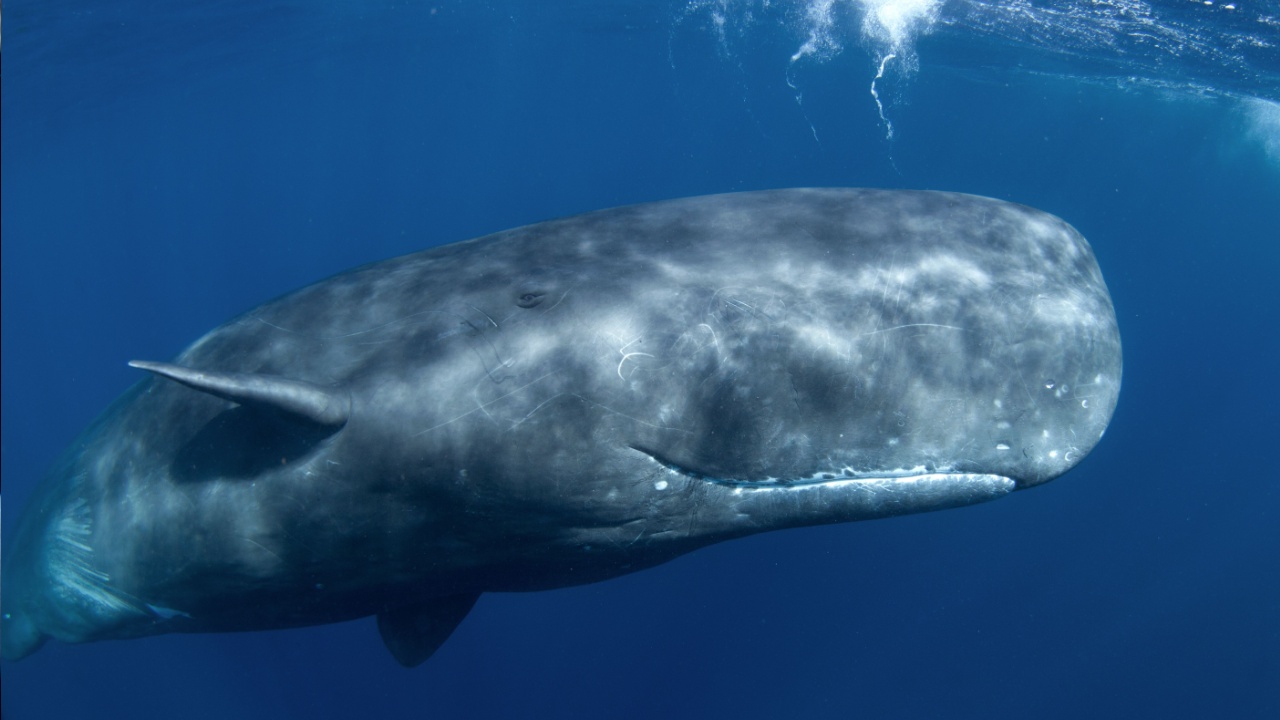 sperm whale