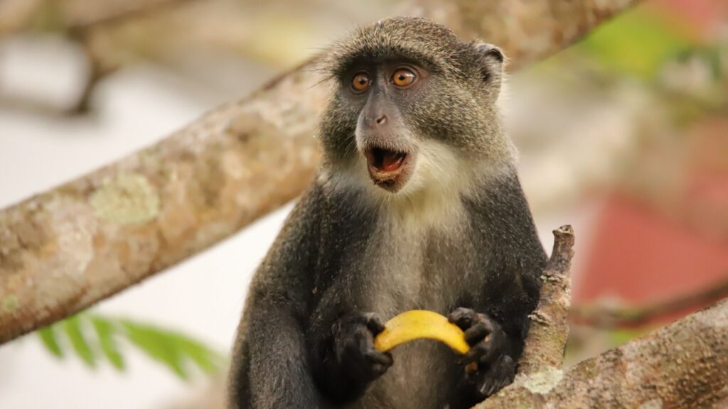 surprised monkey