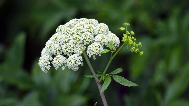 15 Deadliest Plants in the World - Outlandish Owl