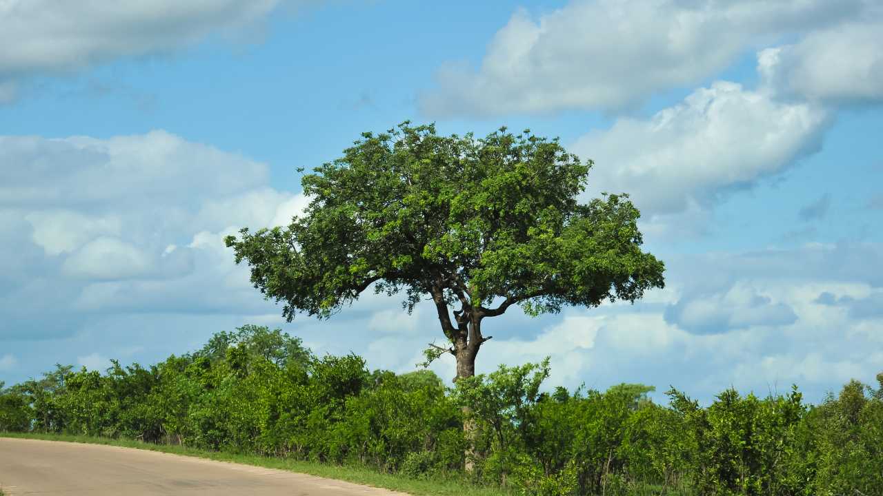 acacia tree