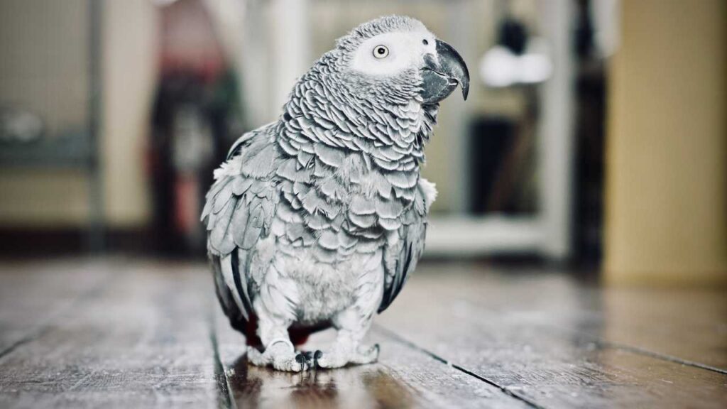 African Grey Parrot