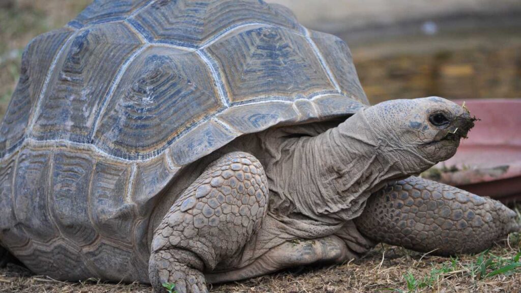 Aldabra Giant Tortoise