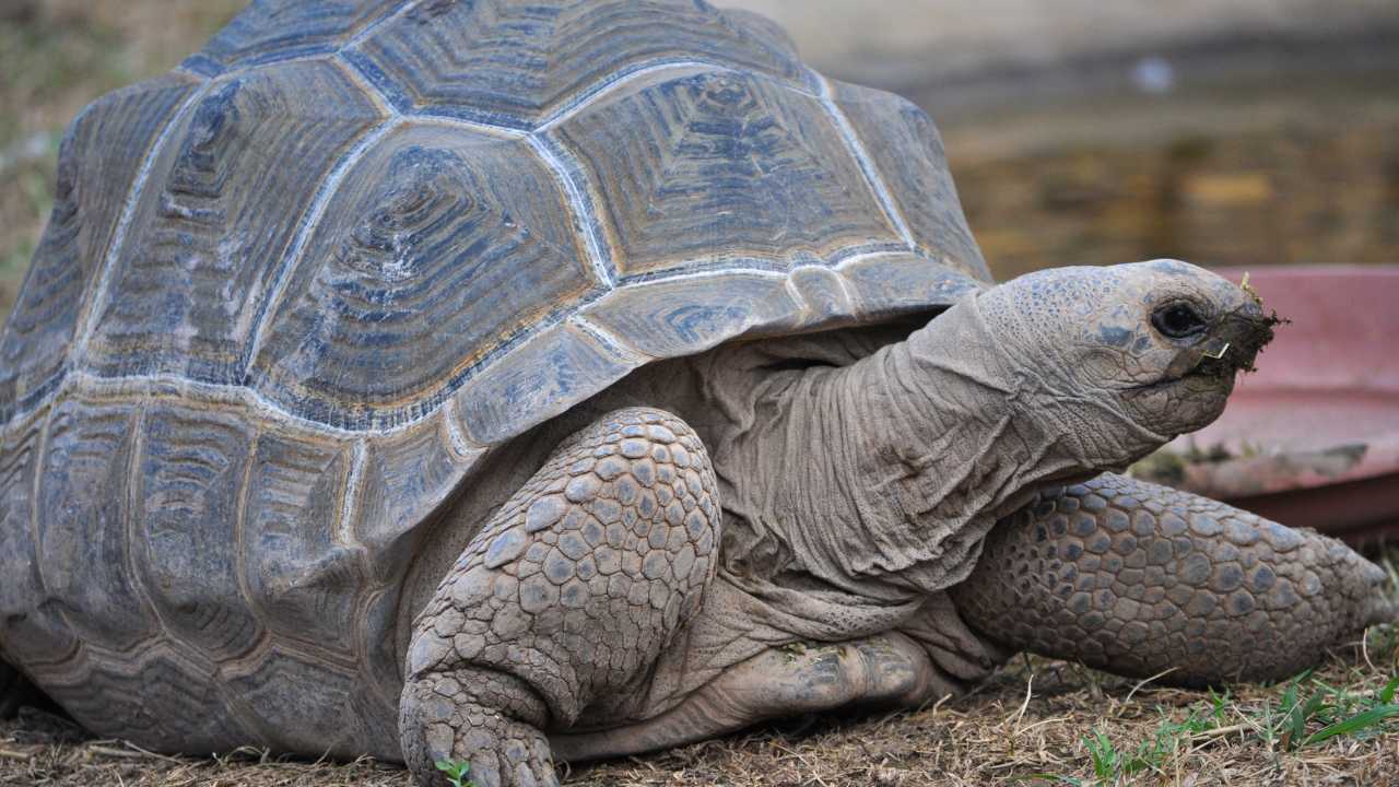 Aldabra giant tortoise