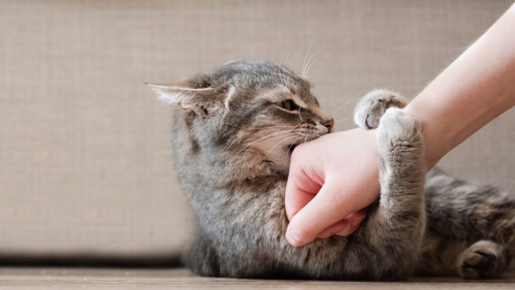 Angry cat attacking owner