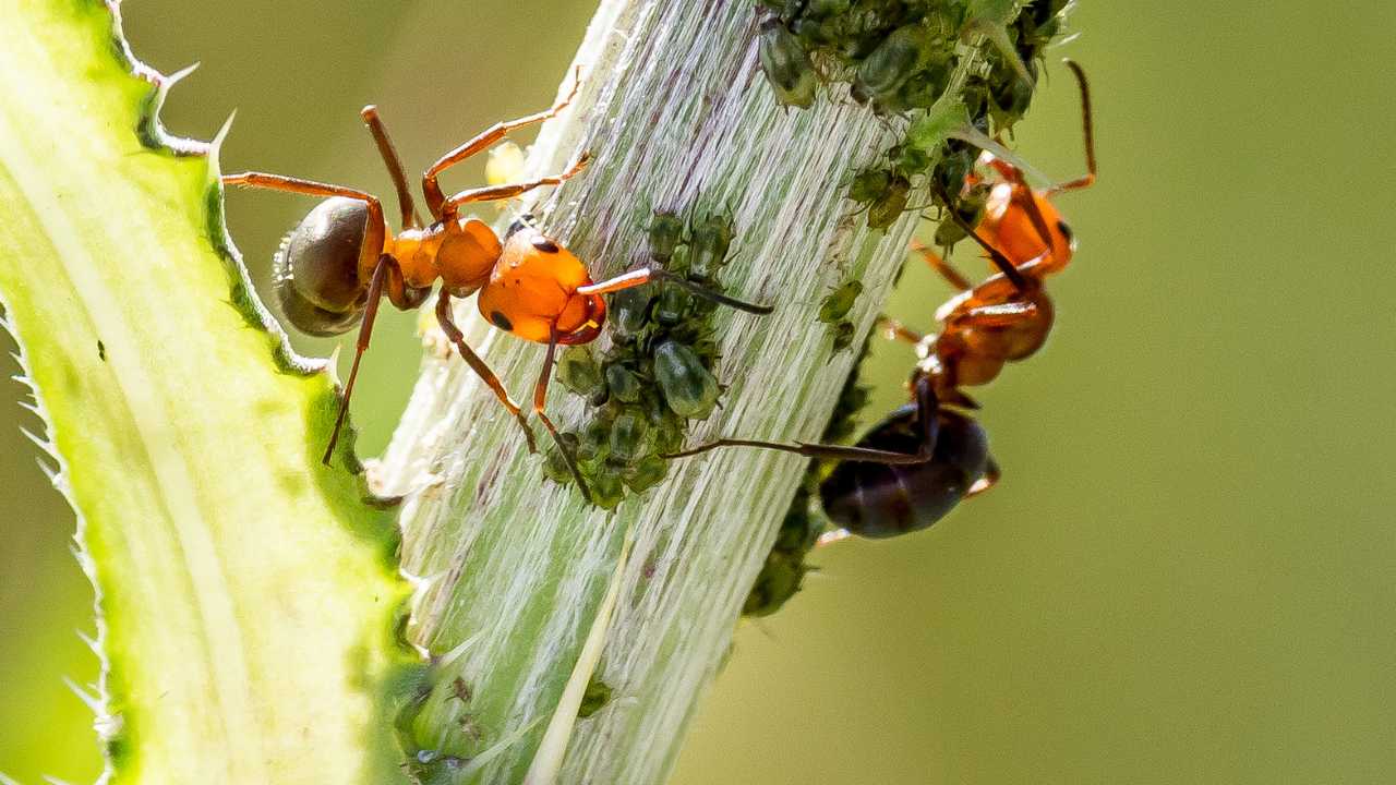 Aphids and Ants