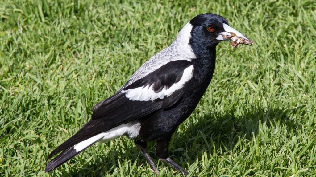 Australian Magpie