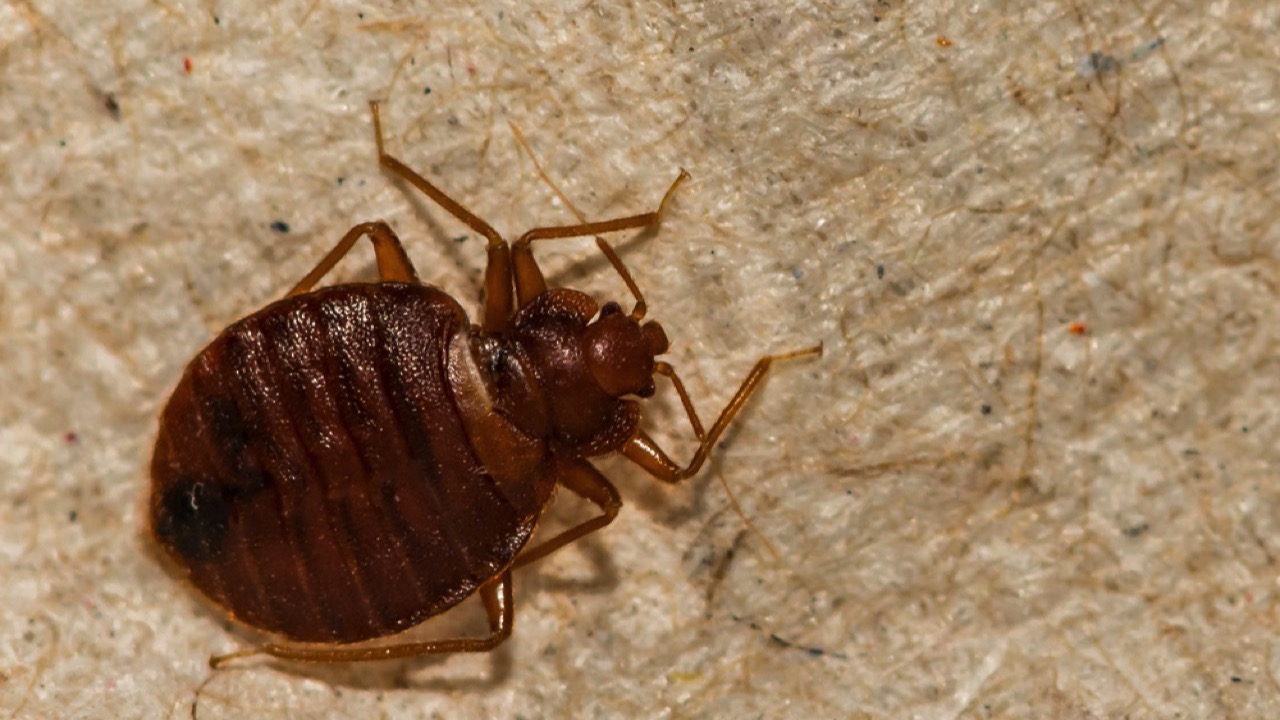 Bed bug closeup