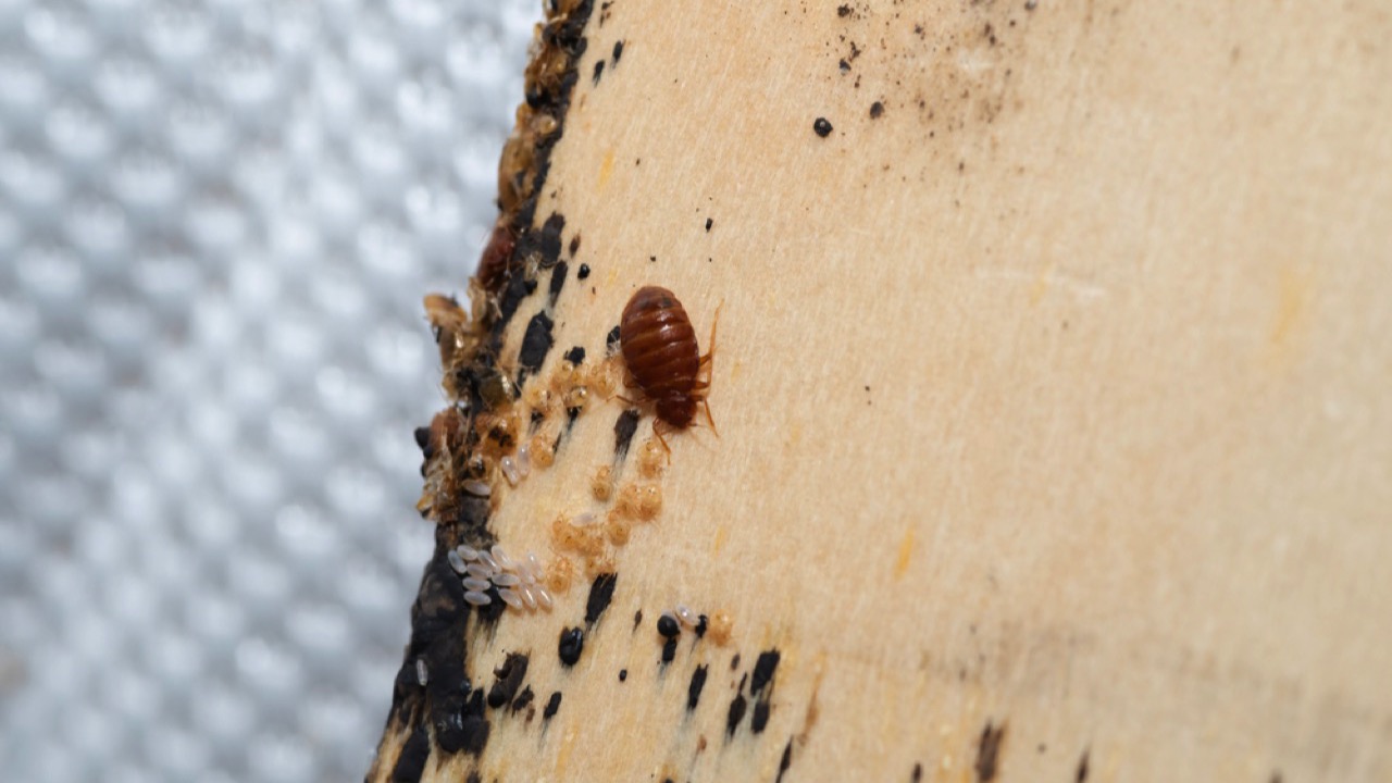 Bed bug eggs