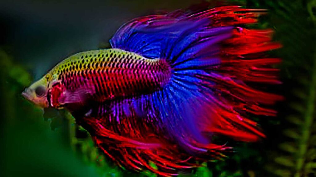 Betta Siamese fighter fish