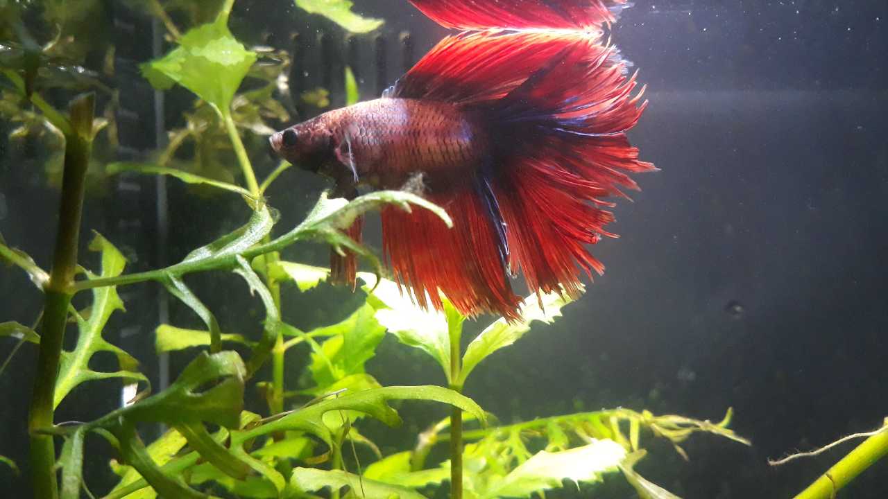 Betta fish in aquarium