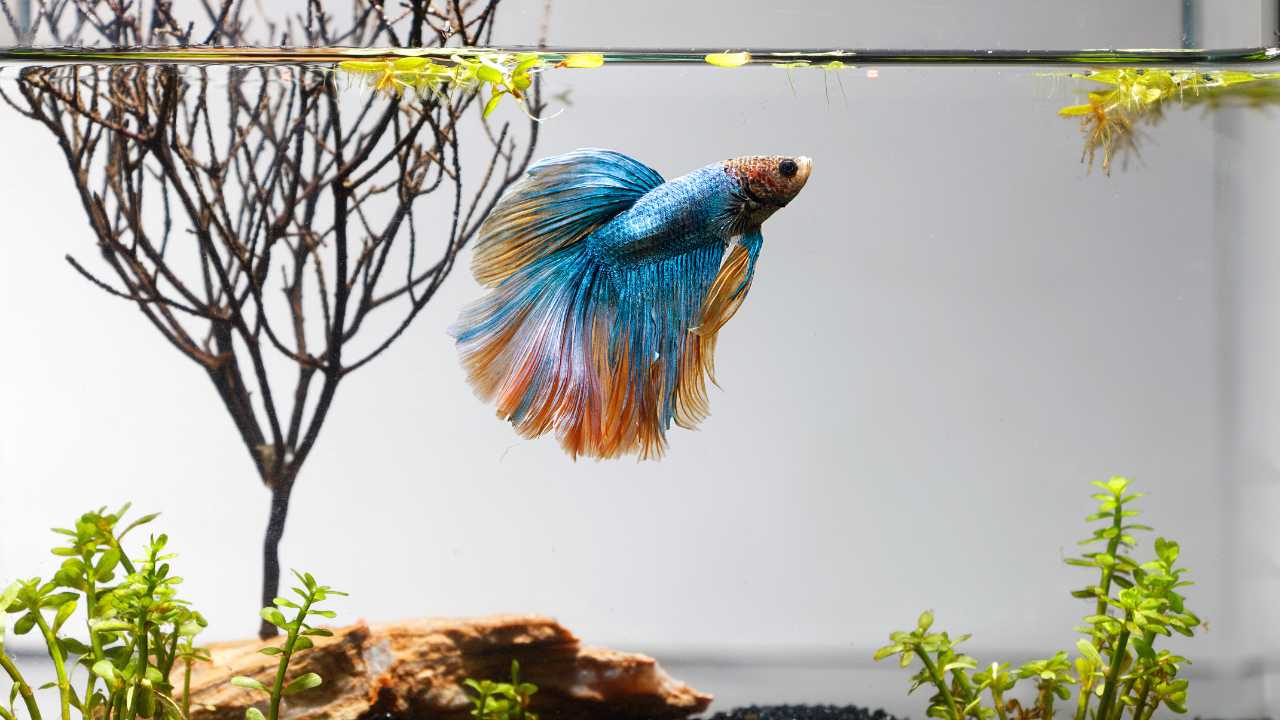 Betta fish on surface of water