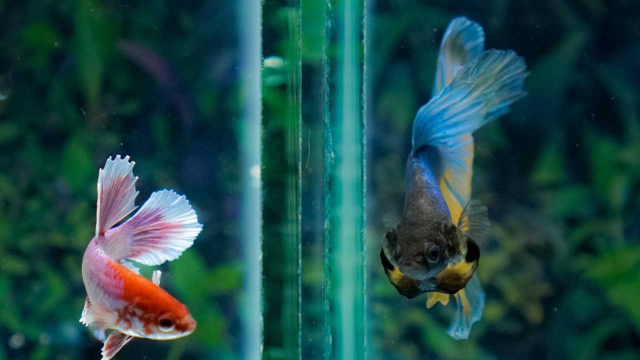 Two betta fish