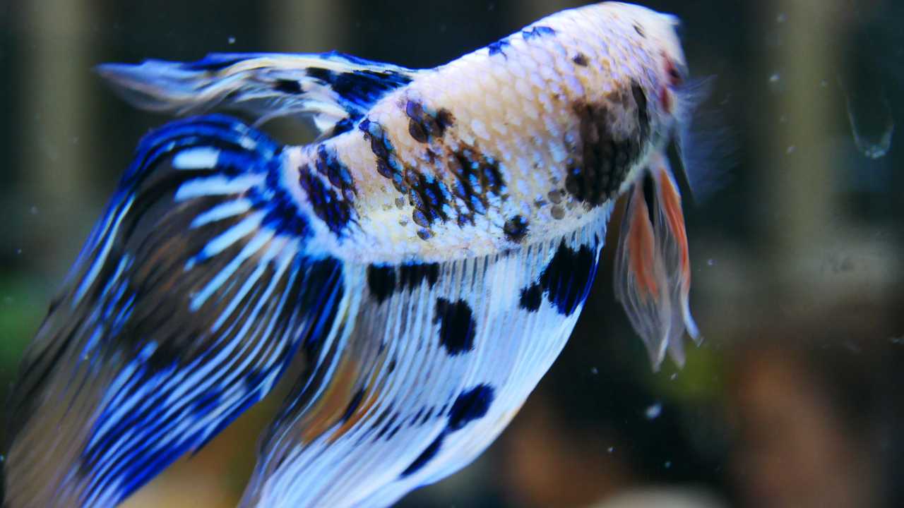 White and blue betta fish