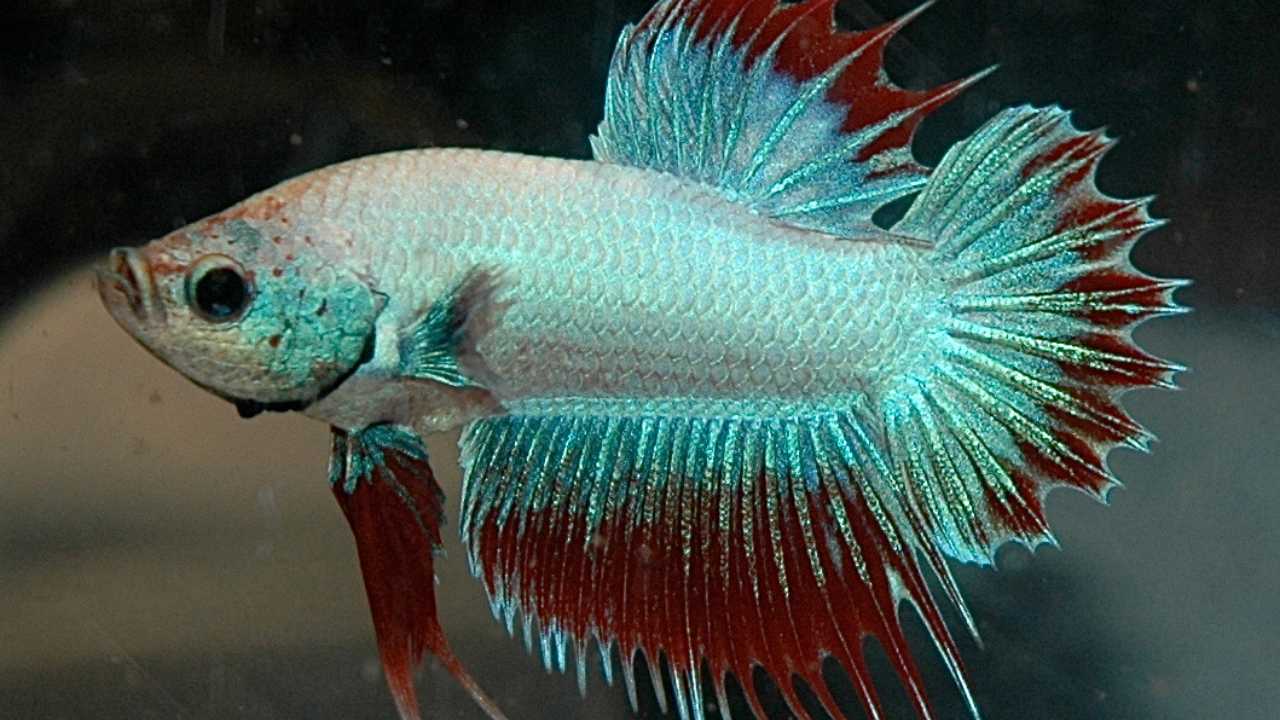 White and brown betta fish