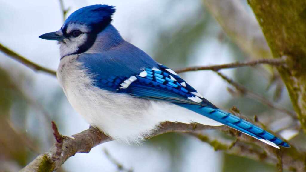 Blue Jay