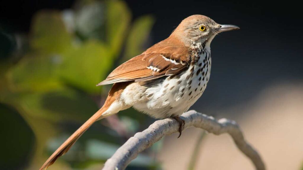 Brown Thrasher