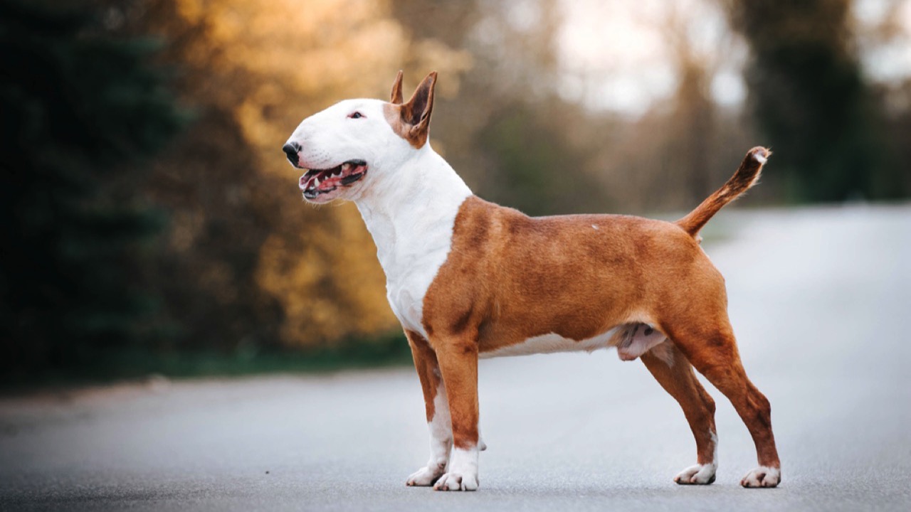 Bull Terrier