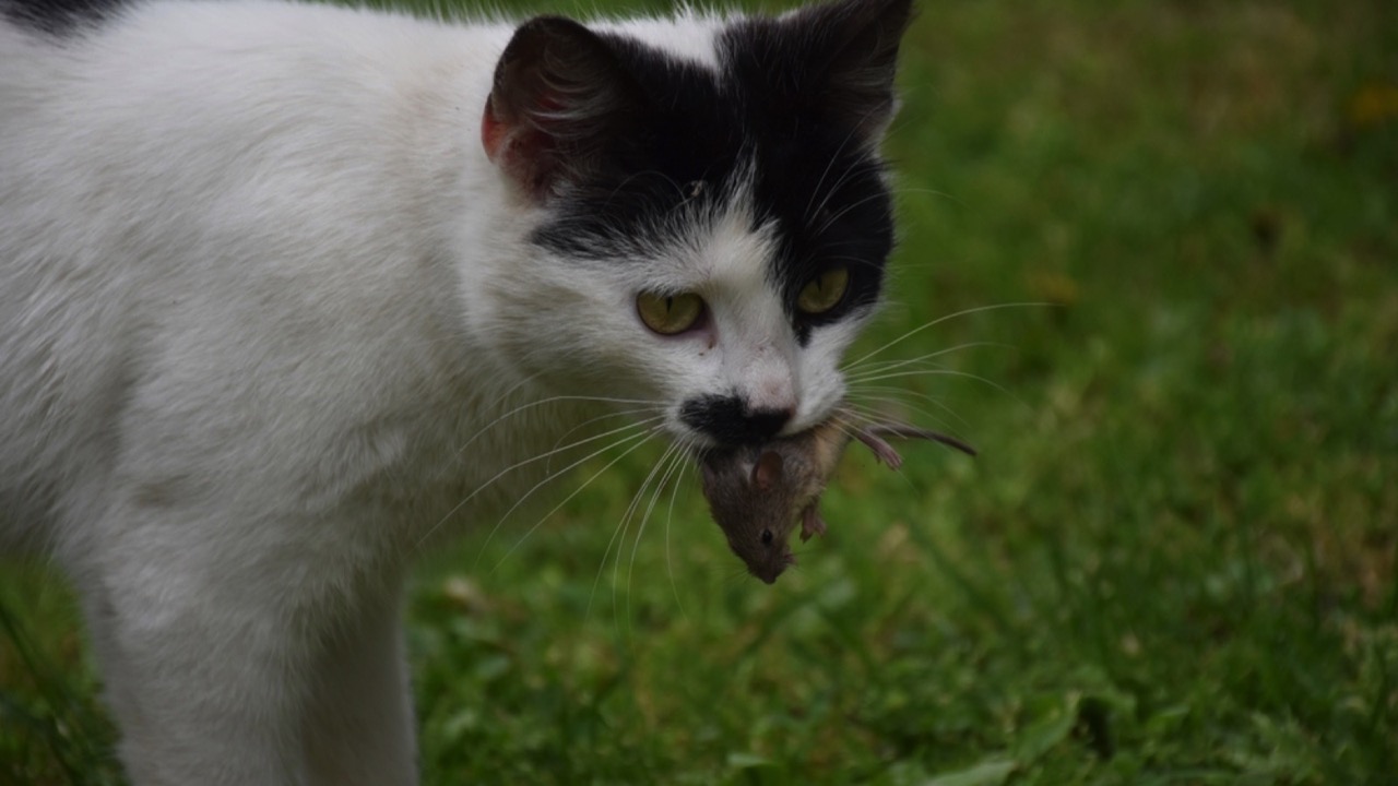 Cat with dead rat