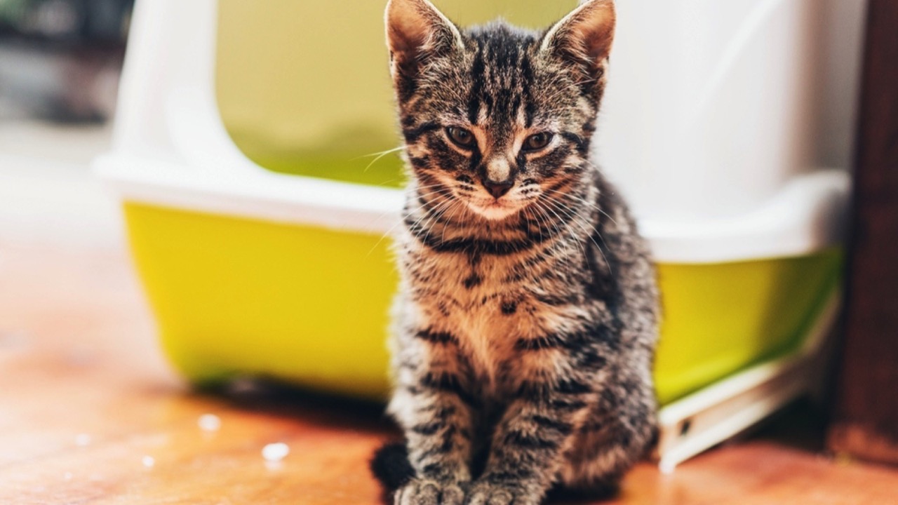 Cat Ignoring the Litter Box