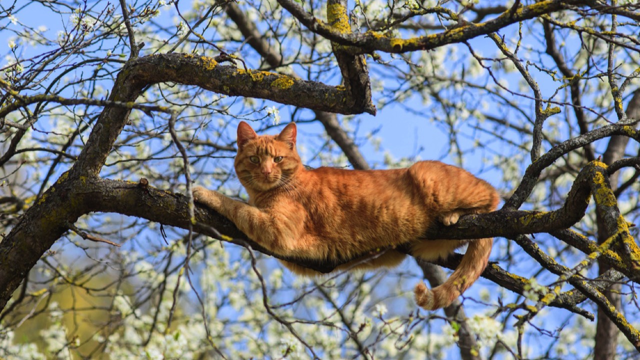 Cat on tree