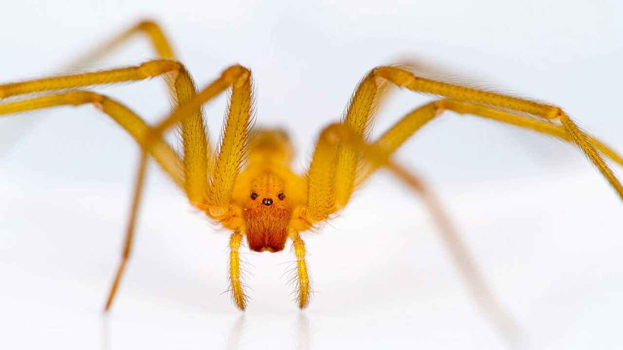 Chilean Recluse Spider