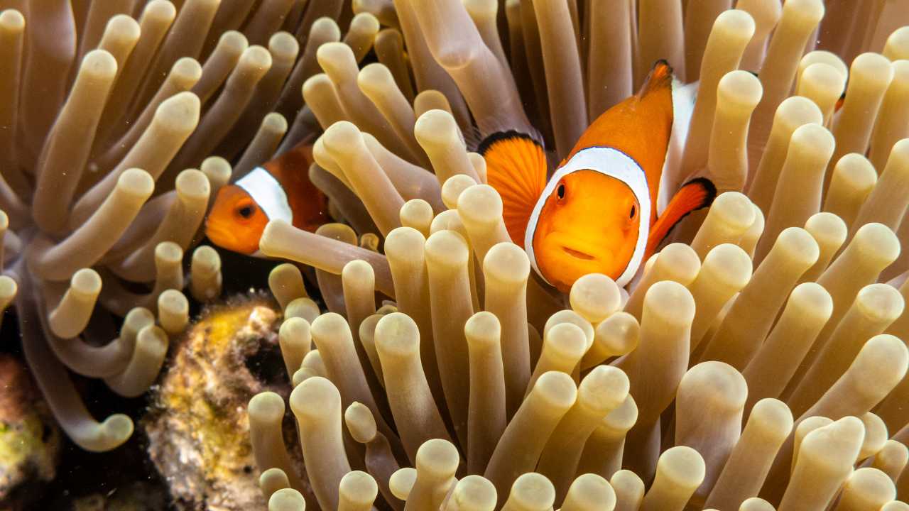 Clownfish and Sea Anemones