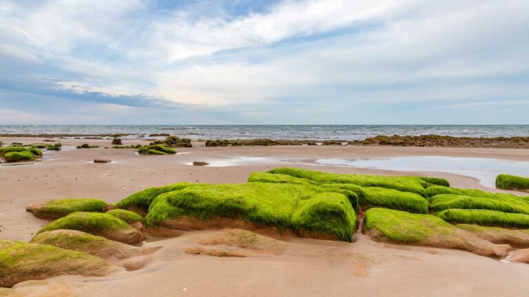 12 Best UK Beaches for Fossil Hunting - Outlandish Owl