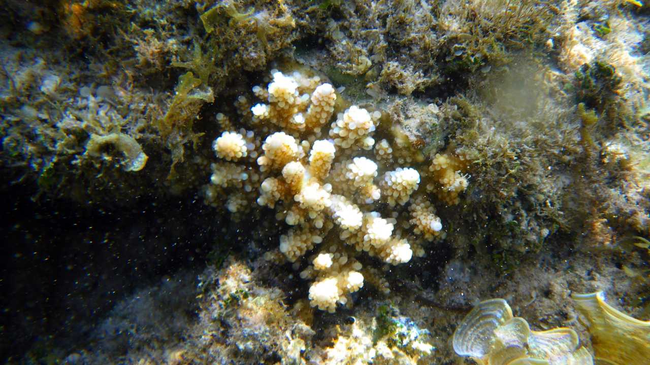 Coral and Algae