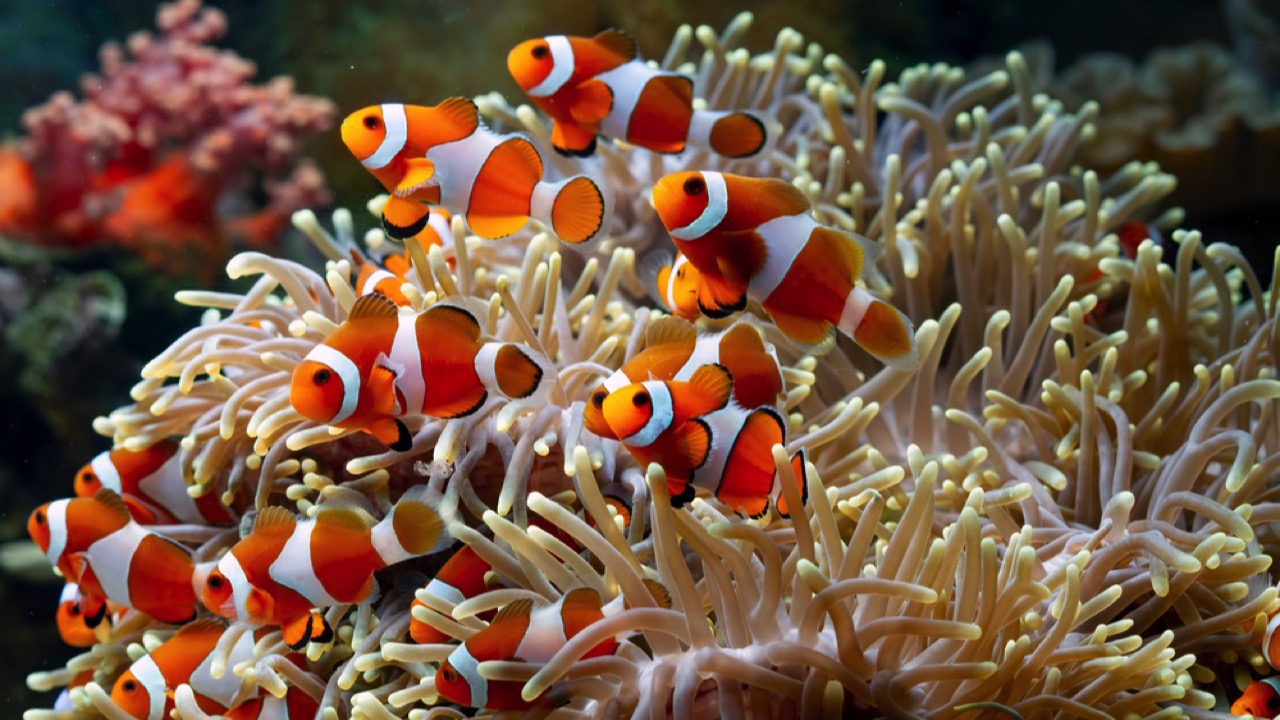 Sea anemones 