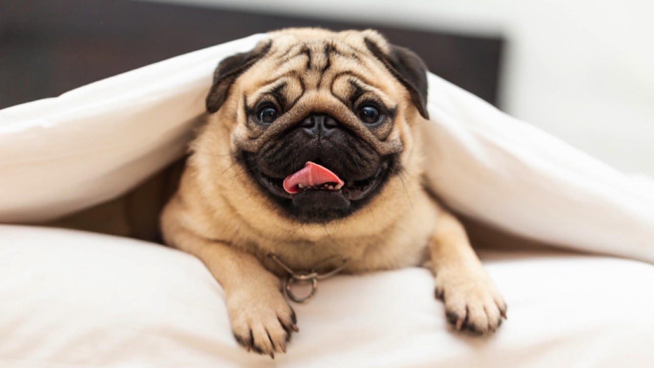 Pug Dog