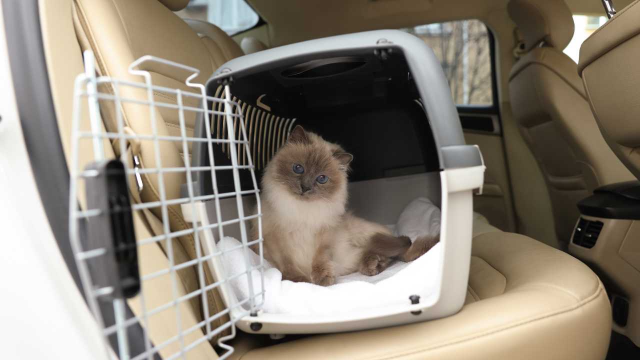 Cat inside carrier