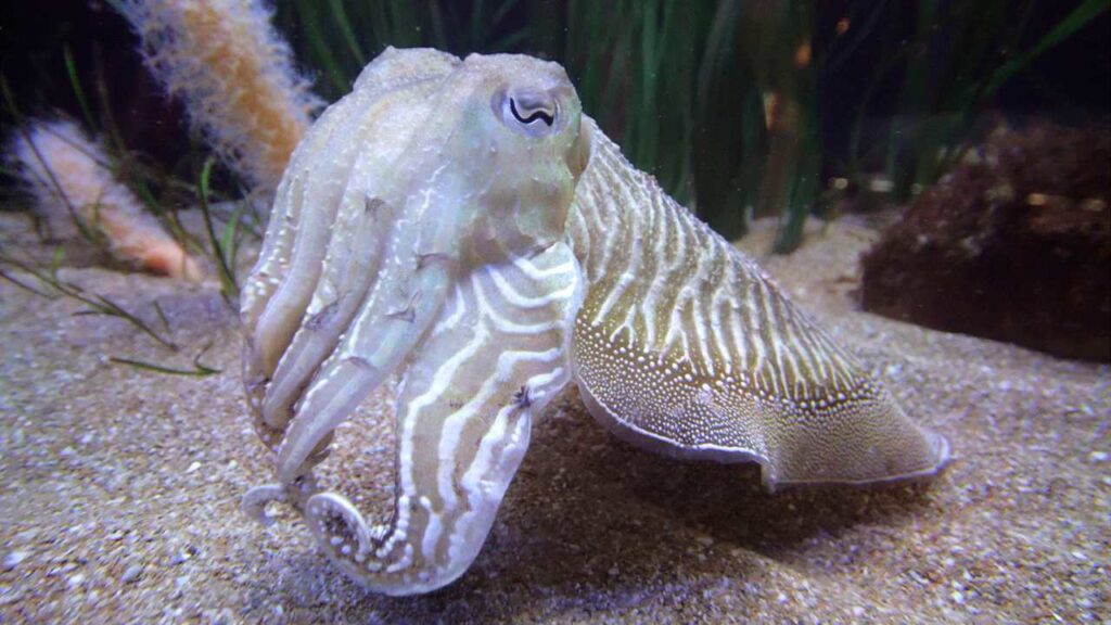 Cuttlefish