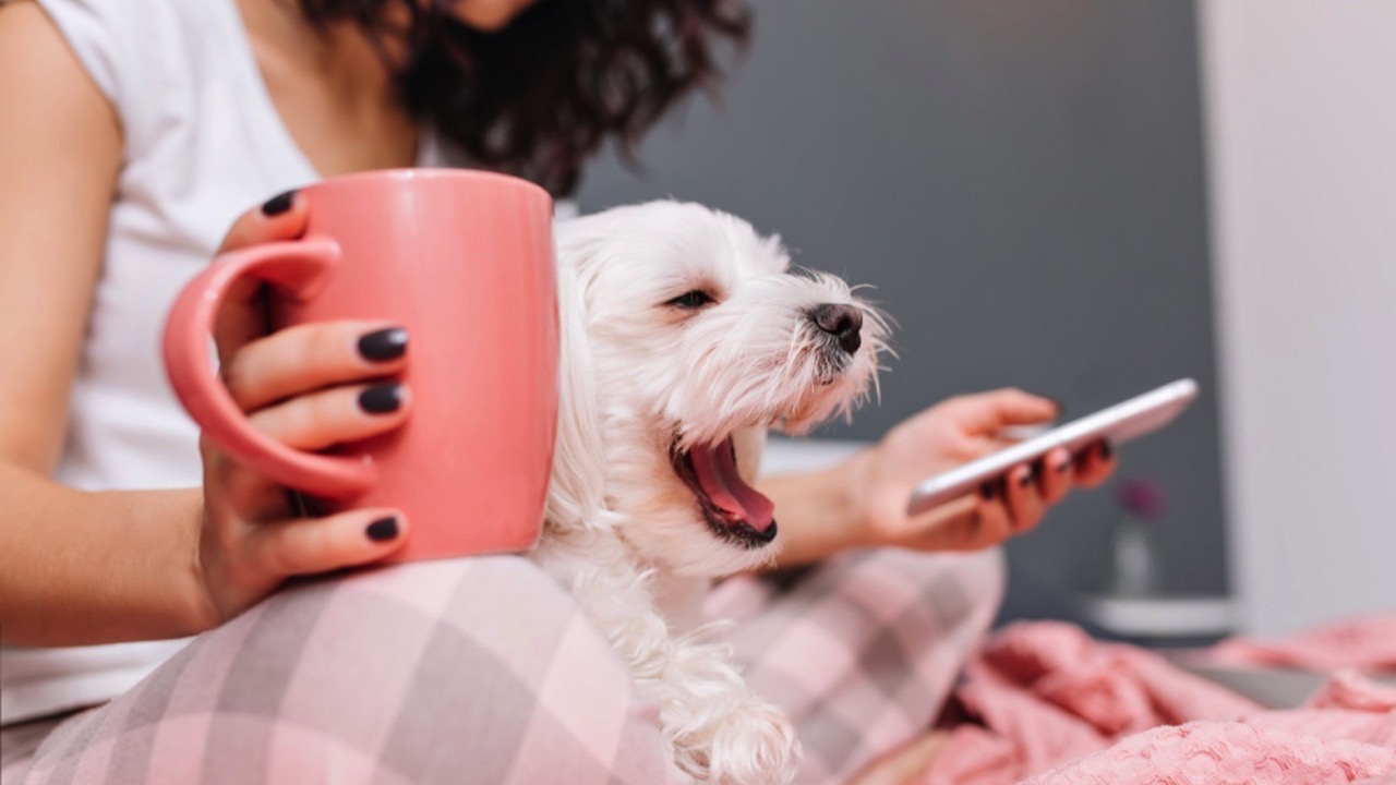 Dog Yawning