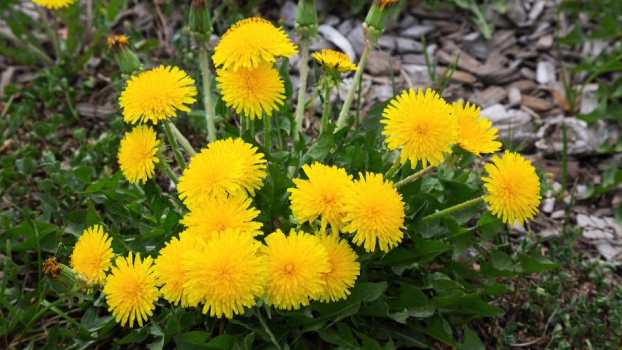 Dandelions