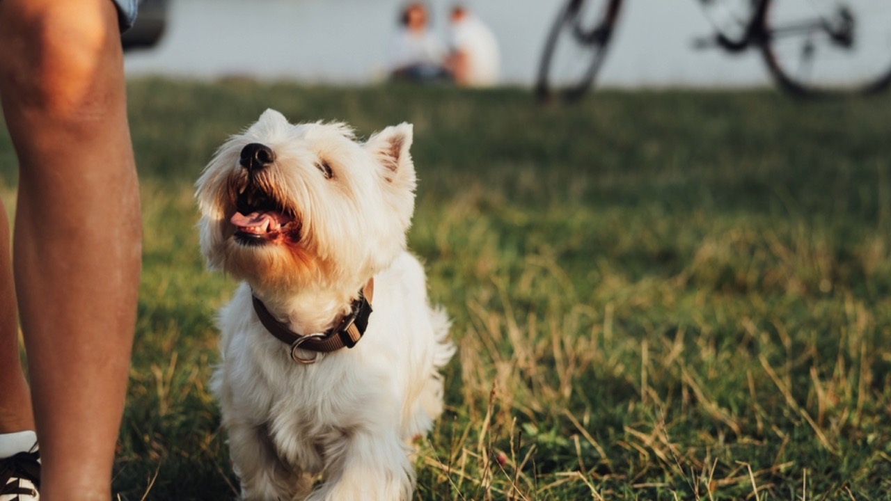 Dog following