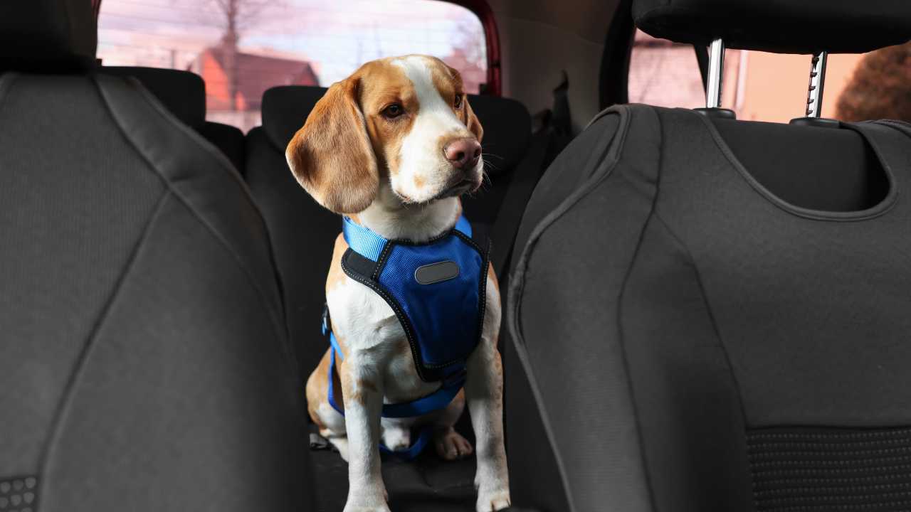 Dog in car back seat