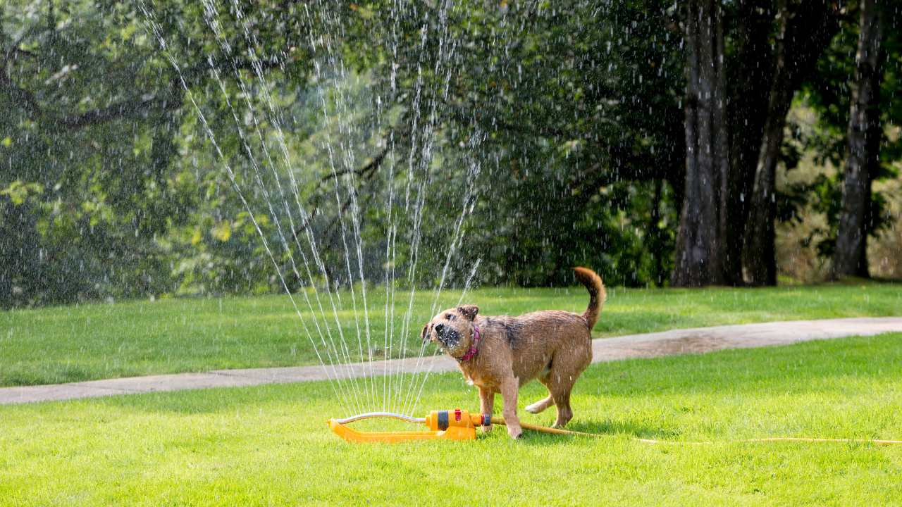 Dg playing in sprinkler