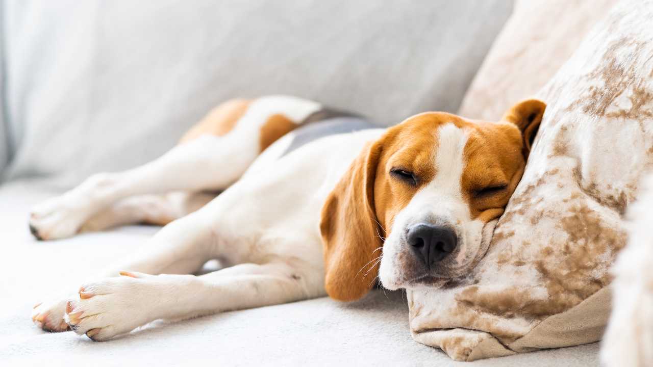 Dog on sofa