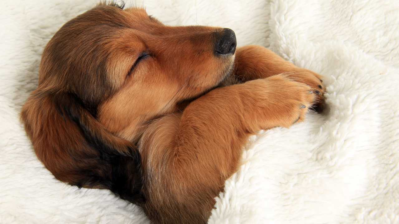 Dog sleeping