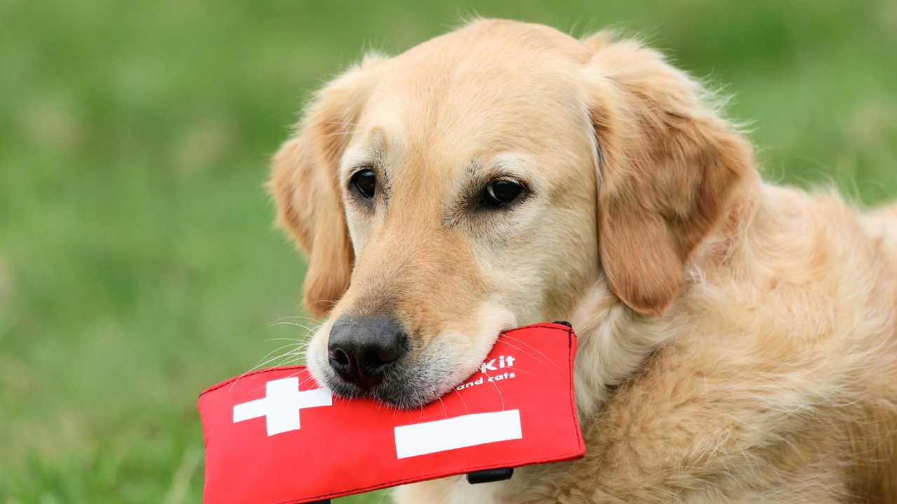 Dog with first aid kit