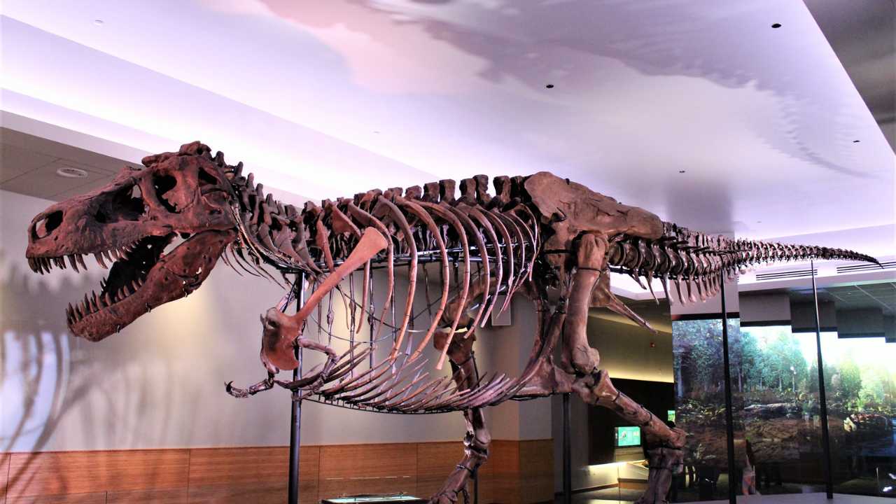 T rex in museum