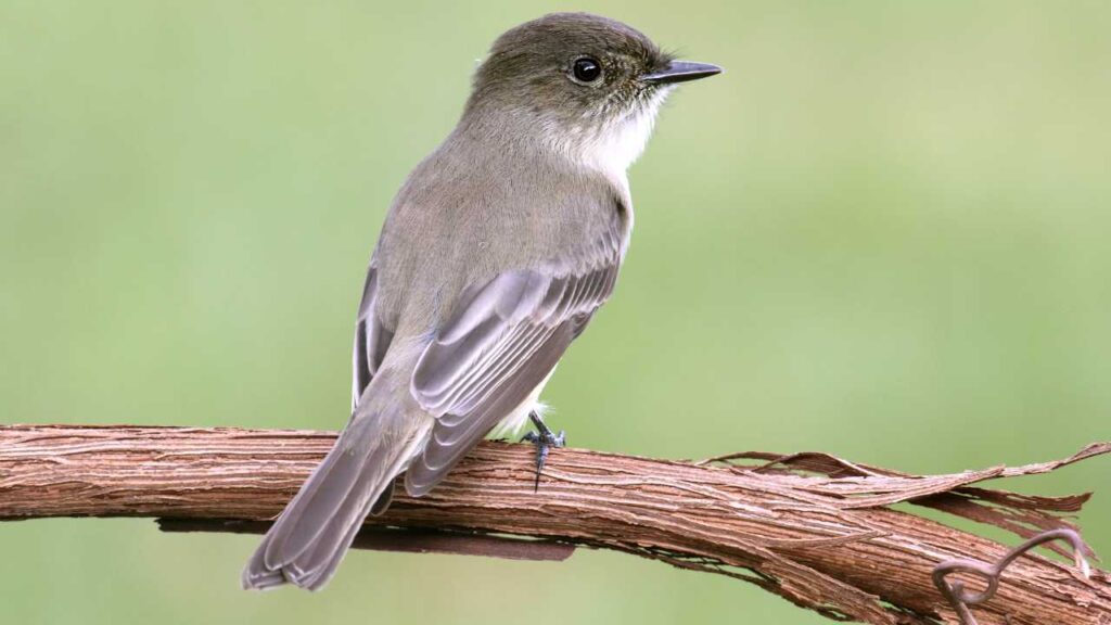 Eastern Phoebe