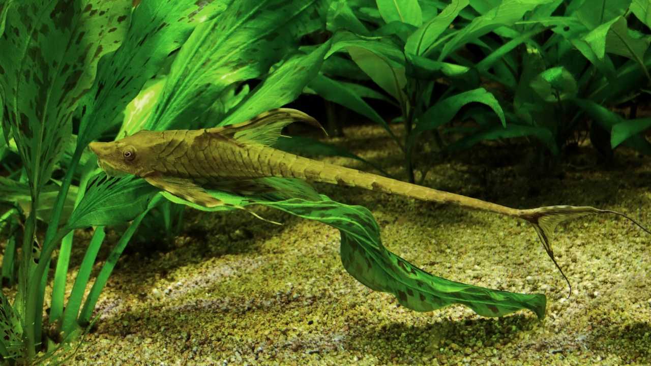 Electric Whiptail Catfish